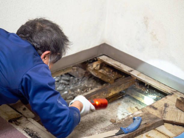 Best White Mold Remediation in Grand Mound, WA