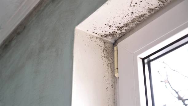 Best Industrial Mold Remediation in Grand Mound, WA