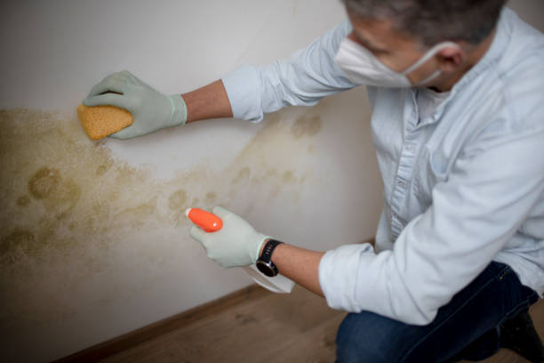 Best Post-Flood Mold Remediation in Grand Mound, WA