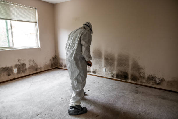 Best Emergency Mold Remediation in Grand Mound, WA