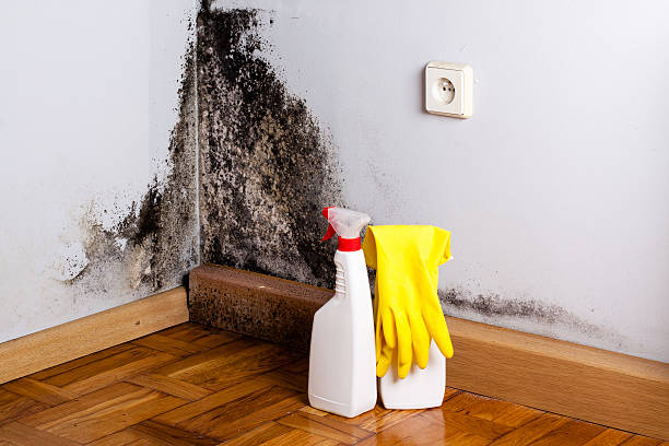 Best Black Mold Remediation in Grand Mound, WA