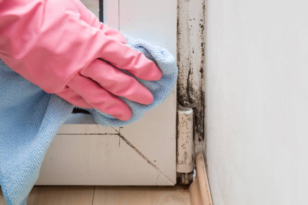 Best Kitchen Mold Remediation in Grand Mound, WA