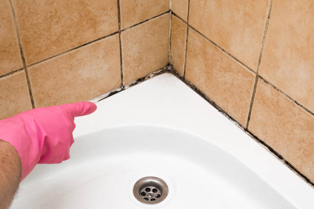 Best Attic Mold Remediation in Grand Mound, WA